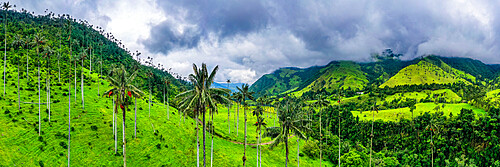 Wax palms, largest palms in the world, Cocora Valley, UNESCO World Heritage Site, Coffee Cultural Landscape, Salento, Colombia, South America