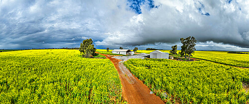 Farm in a rape field in spring blossom, Western Australia, Australia, Pacific