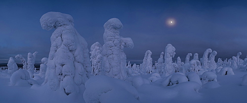 Moonrise over snow covered trees, Tykky, Kuntivaara, Kuusamo, Finland, Europe