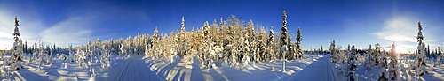 Snow covered trees and track, Kuusamo, Lapland, Finland, Europe