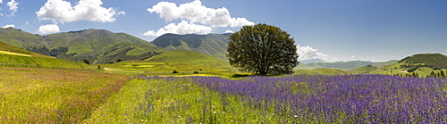 Wildflower meadows in the Monte Sibillini National Park, Umbria, Italy, Europe