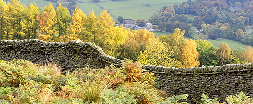 A dry stone wall and autumn colours around Burnsall in Wharfedale, The Yorkshire Dales National Park, Yorkshire, England, United Kingdom, Europe