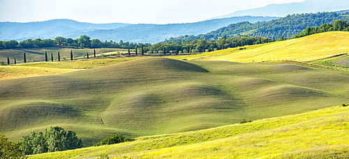 Meadows, Asciano, Val d'Orcia (Orcia Valley), UNESCO World Heritage Site, Tuscany, Italy, Europe