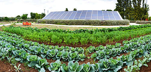 vegetables growing on an organic farm solar panel in background