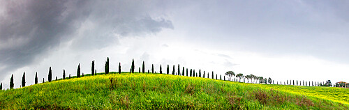 Green landscape with cypress trees and rolling hills, Tuscany, Italy, Europe