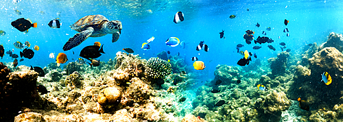 coral reef and sea life banner