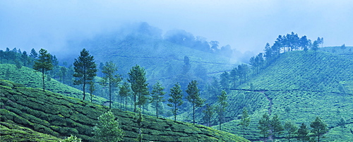 Munnar, Western Ghats Mountains, Kerala, India, Asia