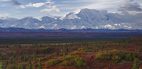 Lone hiker walks into the tundra leading to Mount Denali (Mount McKinley), Alaska, United States of America, North America