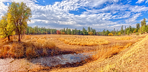 Grassland that used to be the J D Dam Lake, dry due to a drought in Arizona, Kaibab National Forest, south of Williams, Arizona, United States of America, North America