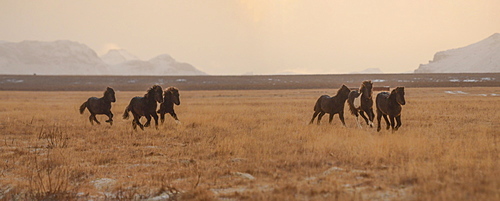 Icelandic horses in early morning light, Iceland, Polar Regions