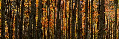 Aspen and maple trees, Maine, New England, United States of America, North America