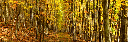 Trails among maple and aspen trees, Maine, New England, United States of America, North America