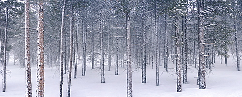 Pine trees in snow, Utah, United States of America, North America