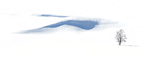 Single tree in snow covered field, Lamar Valley, Montana, United States of America, North America