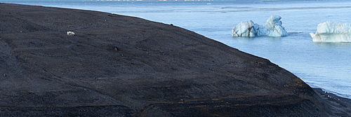 Polar bear mother and cubs walking over black glacier eroded soil, Nunavut and Northwest Territories, Canada, North America