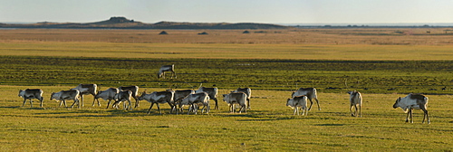 Reindeer herd, Iceland, Polar Regions