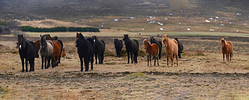 Icelandic horses, Iceland, Polar Regions