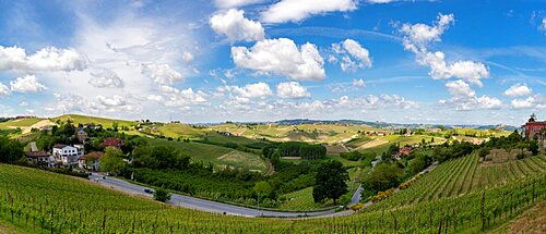 Vineyards among hills, Langhe, Piedmont, Neive, Italy