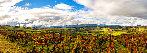 Hills and vineyards of Oltre Po Pavese in autumn season, Northern Apennines, Pavia, Lombardy, Italy, Europe