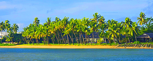 Palm trees, near Nadi, Viti Levu, Fiji, South Pacific