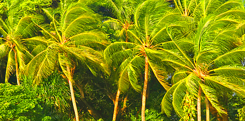 Palm trees, near Nadi, Viti Levu, Fiji, South Pacific