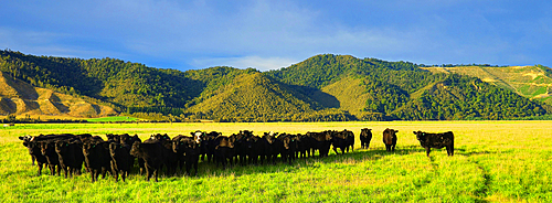 South Island, New Zealand in autumn