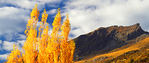 Trees in autumn, South Island, New Zealand