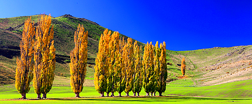 Tree in autumn, South Island, New Zealand