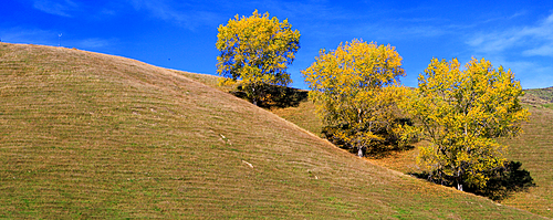 Trees in autumn, South Island, New Zealand