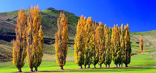 Trees in autumn, South Island, New Zealand