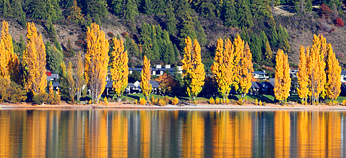Trees in autumn, Wanaka, South Island, New Zealand