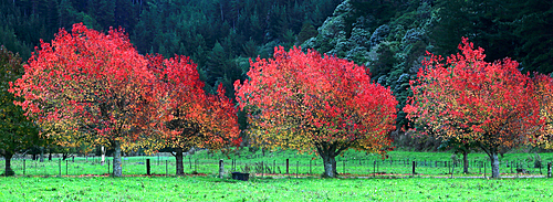 Trees in autumn near Nelson, South Island, New Zealand