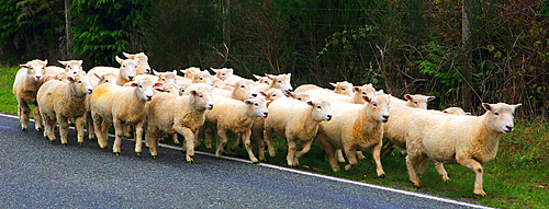 Sheep, South Island, New Zealand