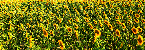 Sunflowers in summer evening light, near Montreal, Ariege, France