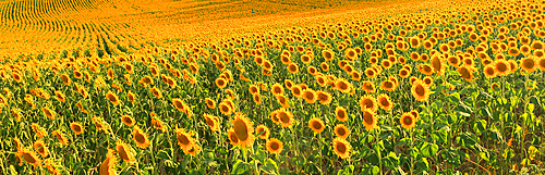 Sunflowers in summer evening light, near Montreal, Ariege, France