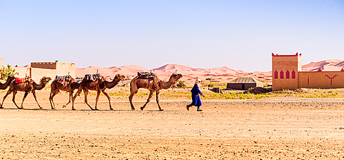 Caravan of camels led by a nomad in traditional blue robe walking across the sand near Merzouga dunes