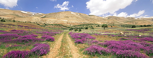 Lavender and spring flowers on road from the Bekaa Valley to the Mount Lebanon Range, Lebanon, Middle East