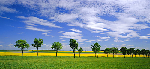 Oil seed fields in early summer, Champagne region, France, Europe