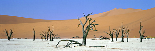 Panoramic view of sand dunes and dead trees, Dead Vlei, Namib Naukluft Park, Namibia, Africa