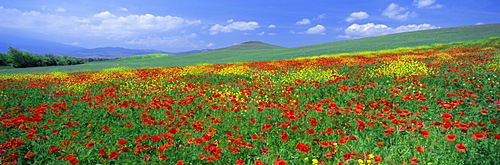 Panoramic view of field of poppies and wild flowers near Montchiello, Tuscany, Italy, Europe