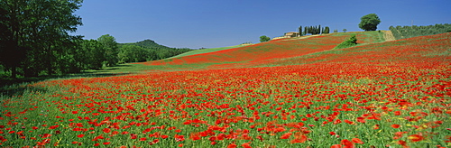 Poppy field near Montechiello, Tuscany, Italy, Europe