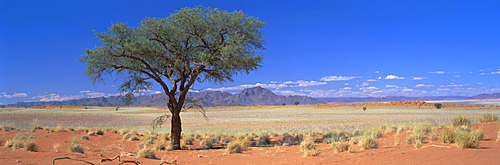 Camel thorn tree in desert landscape, Namib Rand, Namib Naukluft Park, Namibia, Africa