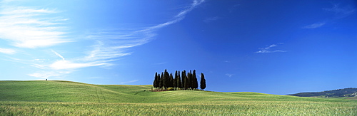 Cypress trees in field of cereal crops beneath blue sky, near San Quirico d'Orcia, Tuscany, Italy, Europe