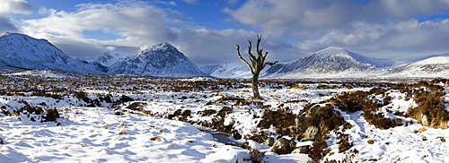 Panoramic view over snow-covered Rannoch Moor towards distant mountains with dead tree bathed in winter light, Highland, Scotland, United Kingdom, Europe