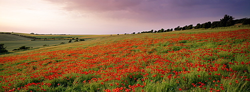 Poppies in June, The South Downs near Brighton, Sussex, England, United Kingdom, Europe