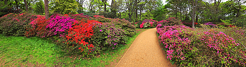 Azaleas, Isabella Plantation