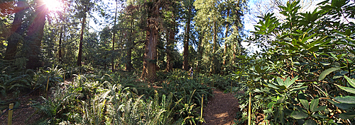 Redwood forest, Kew Gardens