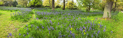 Camassia flowers, Kew Gardens, United Kingdom
