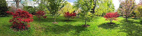 Azaleas, Kew Gardens