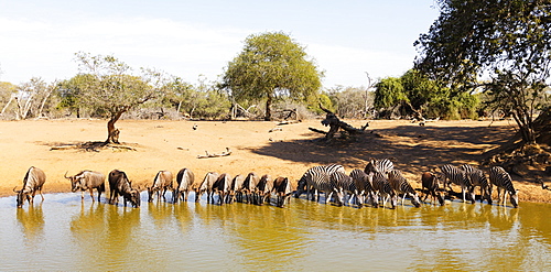 Blue wildebeest (Connochaetes taurinu) and Plains zebra (Equus quagga), Mkhuze Game Reserve, Kwazulu-Natal, South Africa, Africa